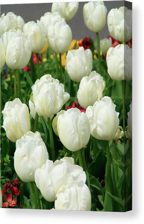 White Tulips Canvas Print featuring the photograph White Tulips by Martina Fagan