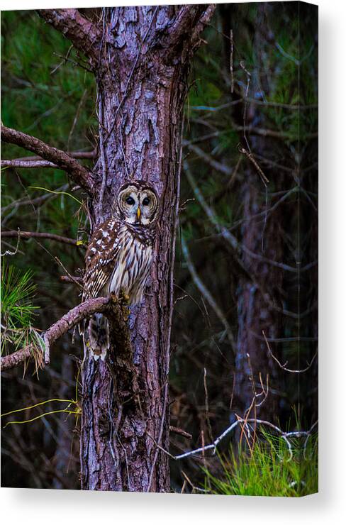 Wildlife Canvas Print featuring the photograph Who are you looking at by Alicia BRYANT