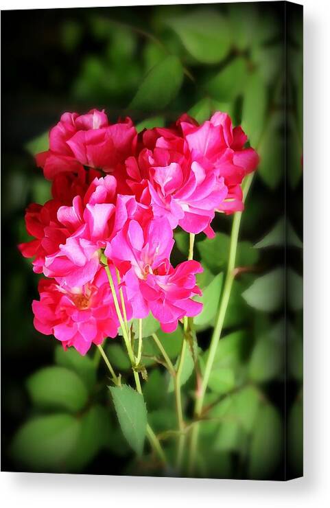Wild Roses Canvas Print featuring the photograph Wild Roses by Jean Connor