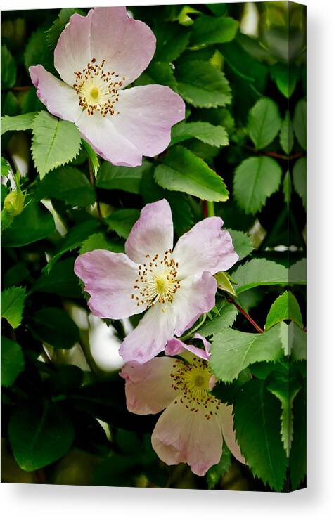 Wild Roses Canvas Print featuring the photograph Wild Roses. Trio. by Elena Perelman