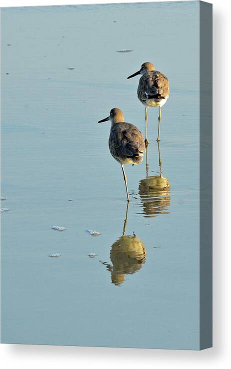 Jekyll Island Canvas Print featuring the photograph Willets on Jekyll by Bruce Gourley