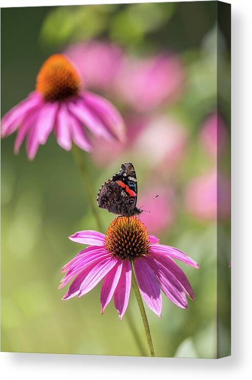 Butterfly Canvas Print featuring the photograph Wings and Petals by Penny Meyers