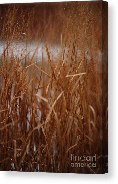 Grass Canvas Print featuring the photograph Winter Grass - 1 by Linda Shafer