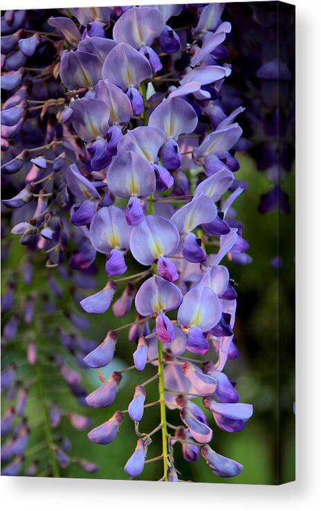 Wisteria Canvas Print featuring the photograph Wisteria in Bloom by Jessica Jenney