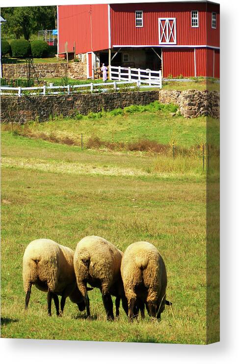 Sheep Canvas Print featuring the photograph Wooly Bully by Trish Tritz
