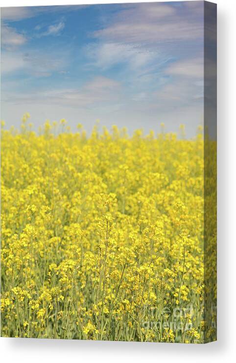 Canola Canvas Print featuring the photograph Yellow and Blue by Sari ONeal