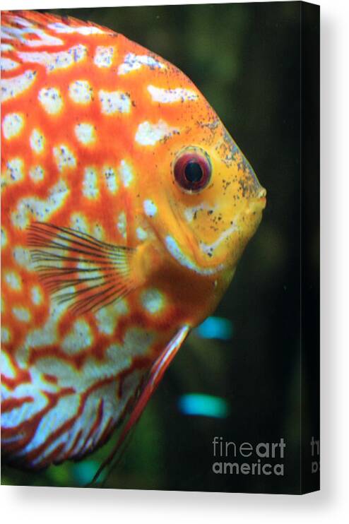 Fish Canvas Print featuring the photograph Yellow Fish Profile by Carol Groenen