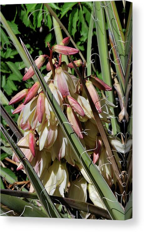 Nature Canvas Print featuring the photograph Yucca Bloom I by Ron Cline