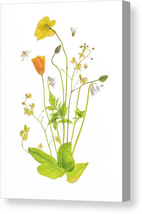 Botanical Canvas Print featuring the photograph Fairy Garden #1 by Sharon Williams