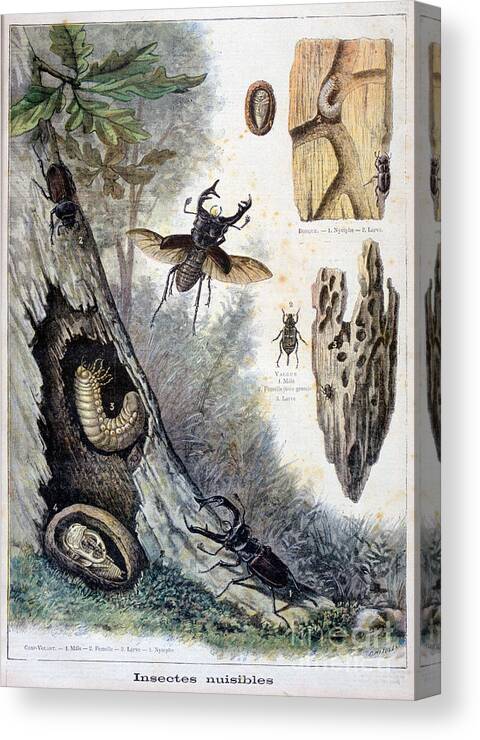 Engraving Canvas Print featuring the drawing Harmful Insects, 1897. Artist F Meaulle #1 by Print Collector