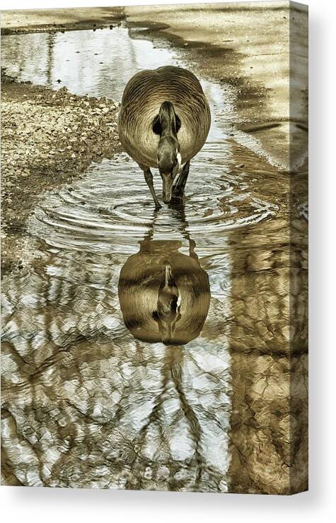 Geese Canvas Print featuring the photograph Mirror Mirror by Cate Franklyn