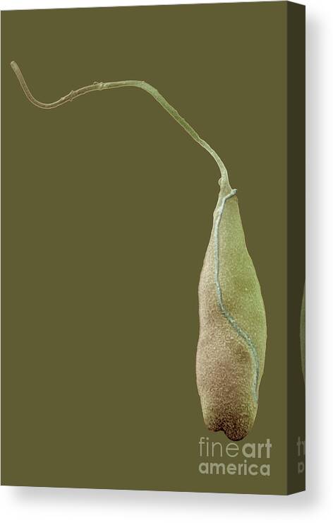 Protist Canvas Print featuring the photograph Peranema Is A Flagellated Protozoa #1 by Dr. Richard Kessel And Dr. Gene Shih / Science Photo Library