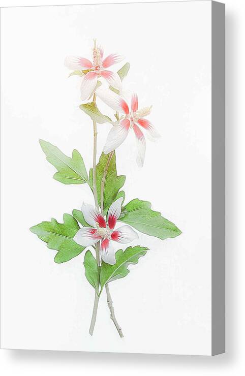 Hibiscus Canvas Print featuring the photograph Hibiscus #2 by Fangping Zhou