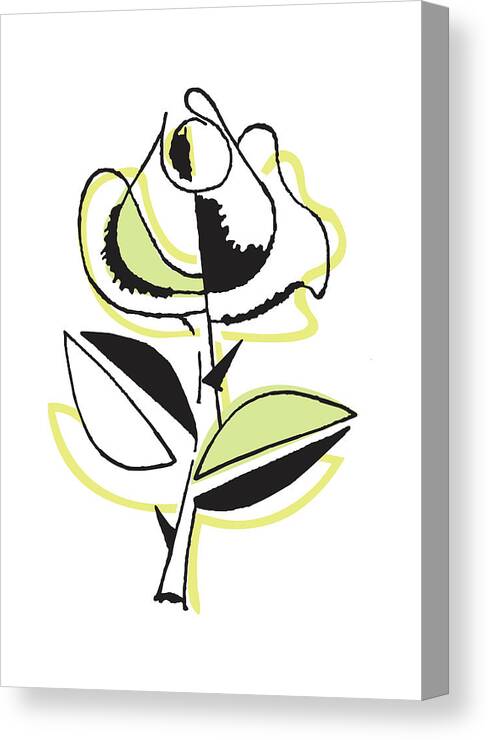 Bloom Canvas Print featuring the drawing Tulip #2 by CSA Images