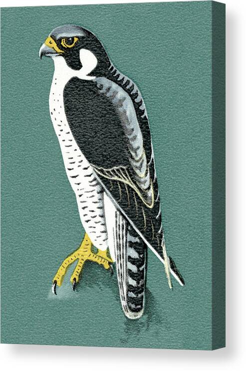 Animal Canvas Print featuring the drawing Bird #20 by CSA Images