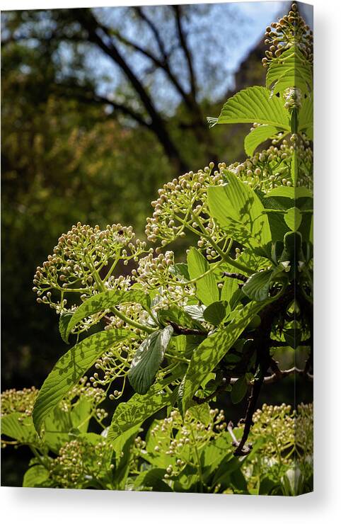 Trees Canvas Print featuring the photograph Spring Trees #51 by Robert Ullmann