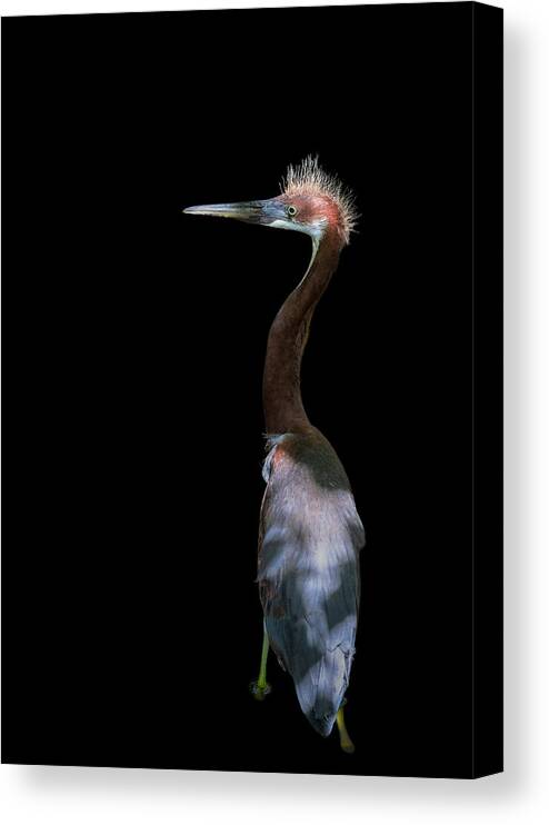 Egret Canvas Print featuring the photograph Bad Haired Day by Eddie Zhu
