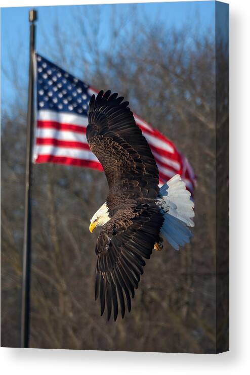 American Canvas Print featuring the photograph Bald Eagle And Flag by Qing Zhao