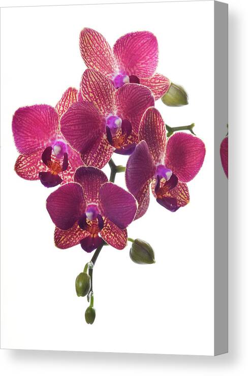 White Background Canvas Print featuring the photograph Beautiful Magenta Orchid On White by Digihelion