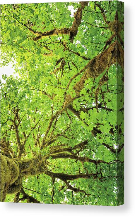 Pacific Ocean Canvas Print featuring the photograph Big Leaf Maple Trees V by Alan Majchrowicz
