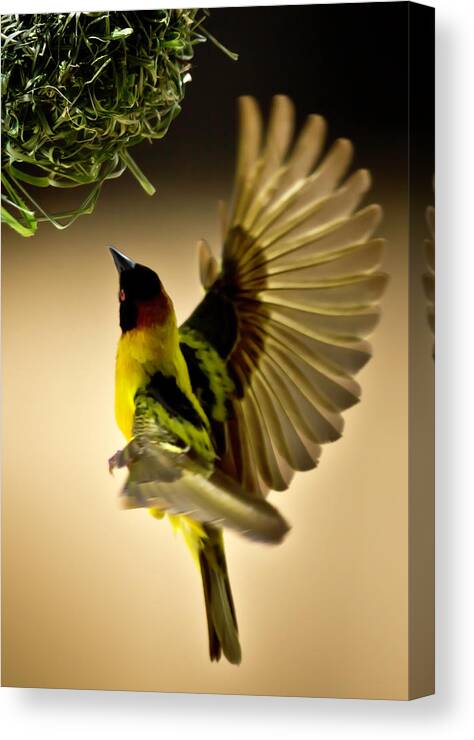 Kenya Canvas Print featuring the photograph Black Headed Weaver Flying To Nest by Manoj Shah