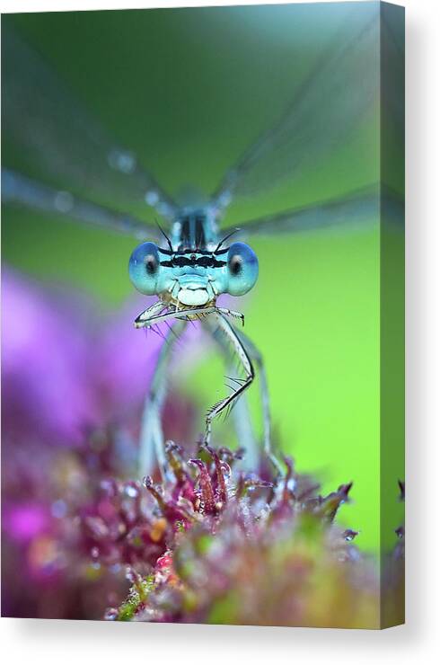 Insect Canvas Print featuring the photograph Blue by Ales Komovec
