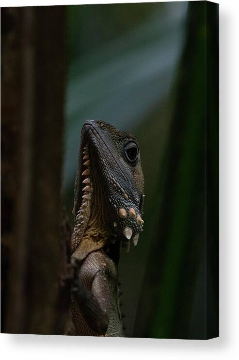 Australia Canvas Print featuring the photograph Boyd's Forest Dragon by Patrick Nowotny