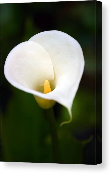 Flower Canvas Print featuring the photograph Calla Lily by Anthony Jones