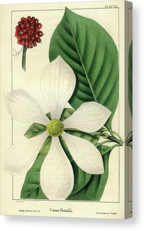Pacific Dogwood Canvas Print featuring the drawing Cornus Nuttallii by Unknown