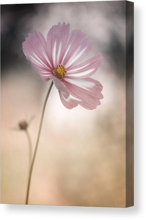 Cosmos Canvas Print featuring the photograph Cosmos by Lotte Grnkjr