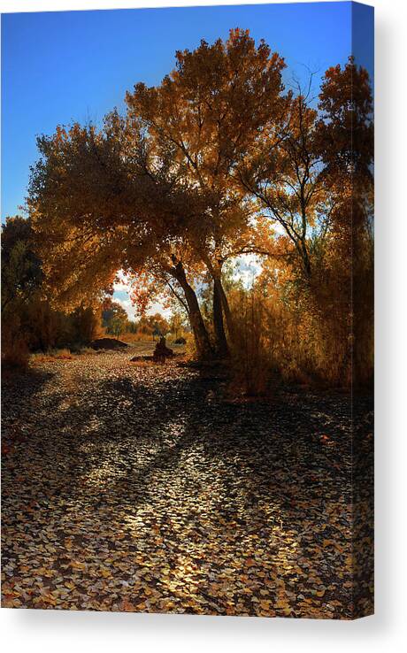 Scenics Canvas Print featuring the photograph Cottonwood Tree In Autumn by Rich Greene Photography