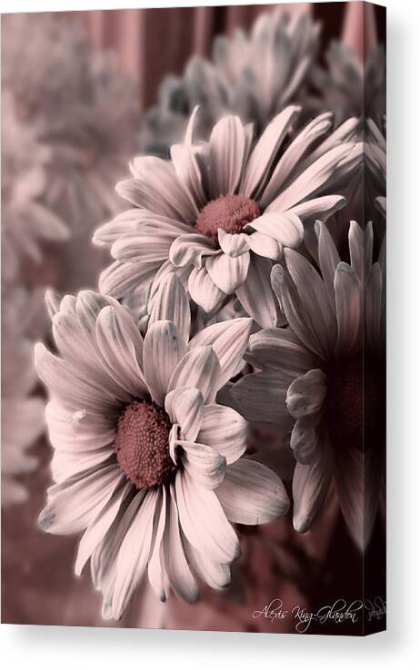 Daisies Canvas Print featuring the photograph Daisies in Antiquity by Alexis King-Glandon