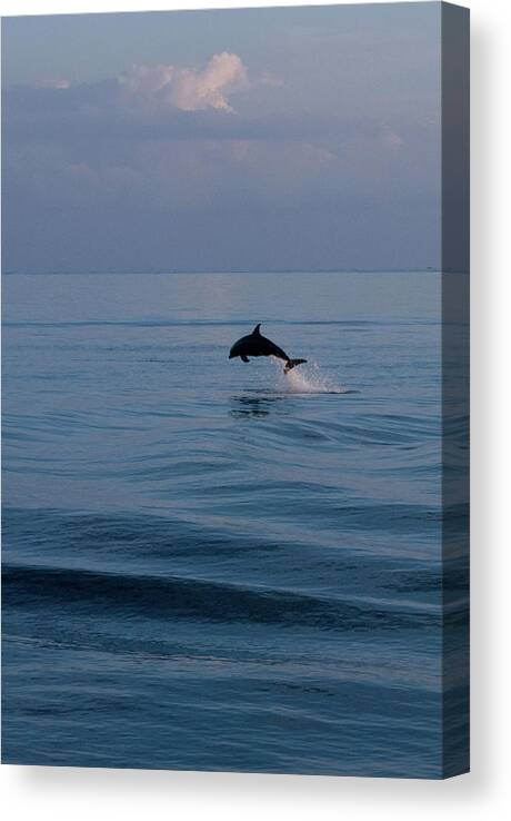 Dawn Canvas Print featuring the photograph Dolphin Leaping by Rosie Herbert Photography