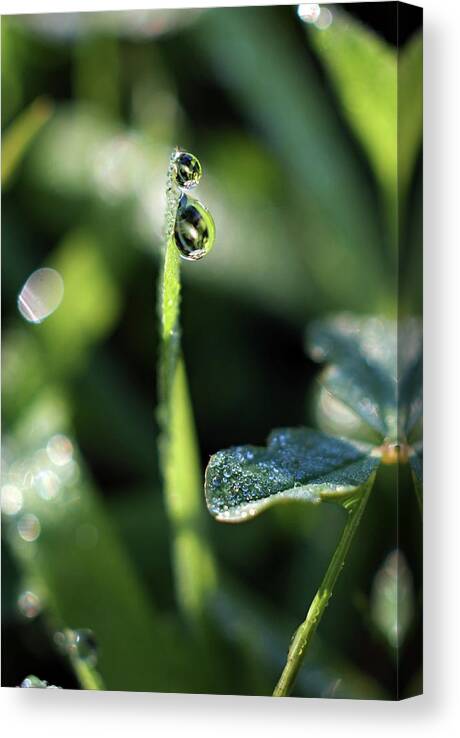 Dew Drops Canvas Print featuring the photograph Double Vision by Michelle Wermuth