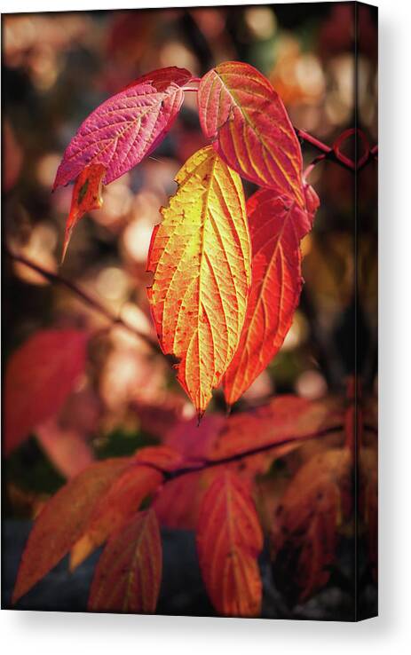 Leaves Canvas Print featuring the photograph Fall Time Is Here by Elaine Malott