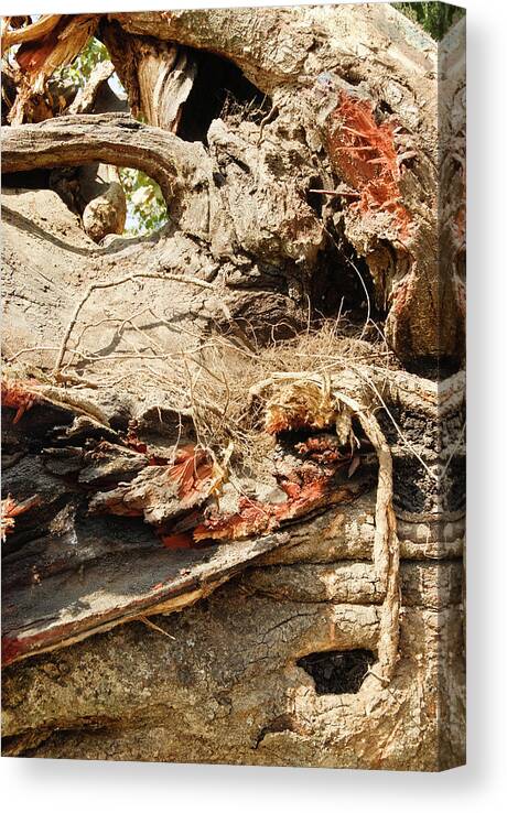 Tropical Rainforest Canvas Print featuring the photograph Fallen Tree by T-immagini