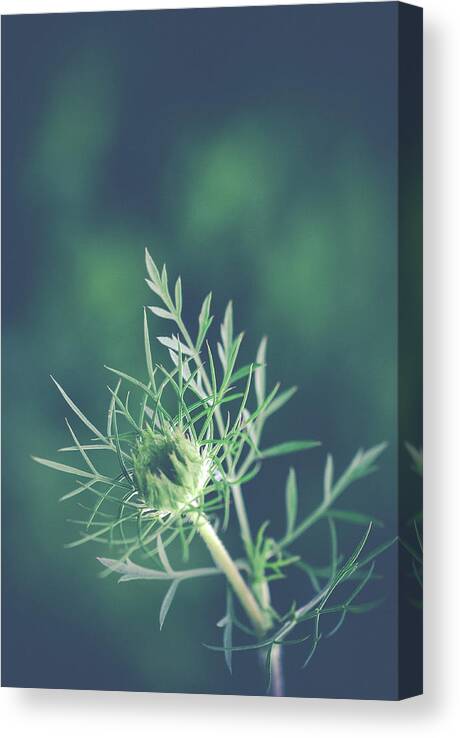Nature Canvas Print featuring the photograph Fascinate by Michelle Wermuth