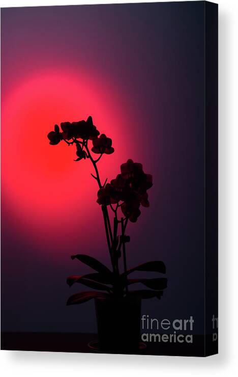 Shadow Canvas Print featuring the photograph Flower Silhouette On A Dark Red by Webkatrin001