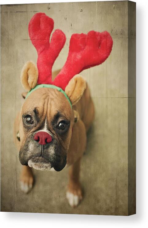 Pets Canvas Print featuring the photograph Funny Boxer Puppy by Jody Trappe Photography