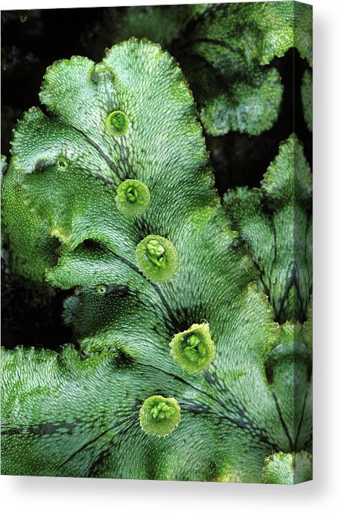 Reproductive Organ Canvas Print featuring the photograph Gemmae Cups, Liverwort, Marchantia by Ed Reschke