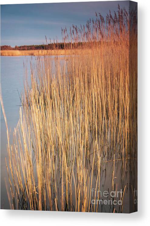 Reefs Canvas Print featuring the photograph Grassy reeds by Sophie McAulay