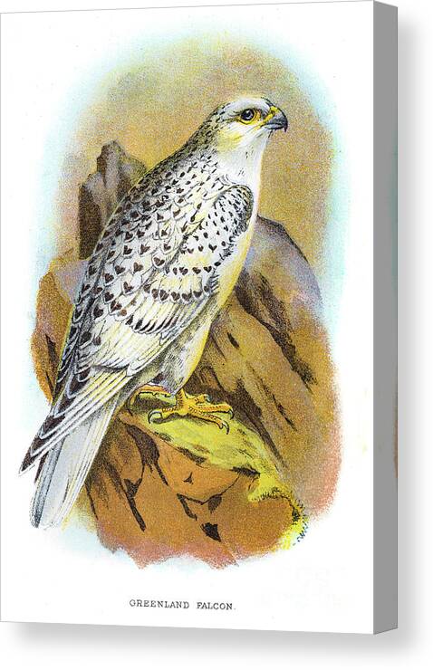 Engraving Canvas Print featuring the digital art Greenland Falcon Engraving 1896 by Thepalmer