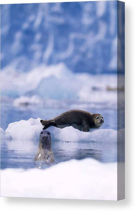 Animal Themes Canvas Print featuring the photograph Harbor Seal Phoca Vitulina In Glacial by Paul Souders