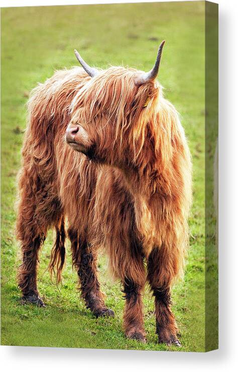 Horned Canvas Print featuring the photograph Highland Cow by Ray Bradshaw
