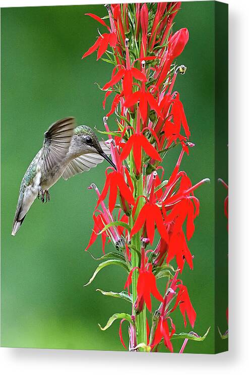 Hummingbird Canvas Print featuring the photograph Hummer on Cardinal Flower by William Jobes
