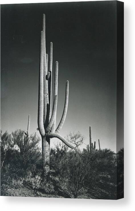 Pima County Canvas Print featuring the photograph In Saguaro National Monument by Archive Photos
