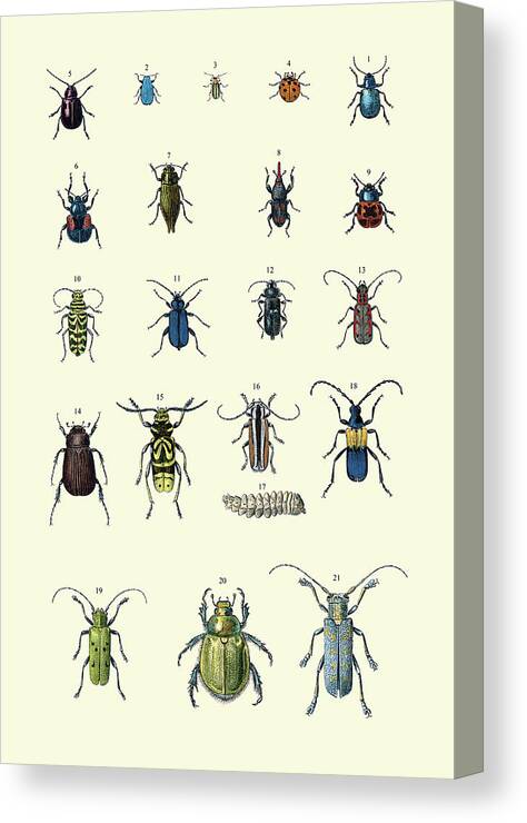 Entomology Canvas Print featuring the painting Insect Study #2 by A. Sonrel