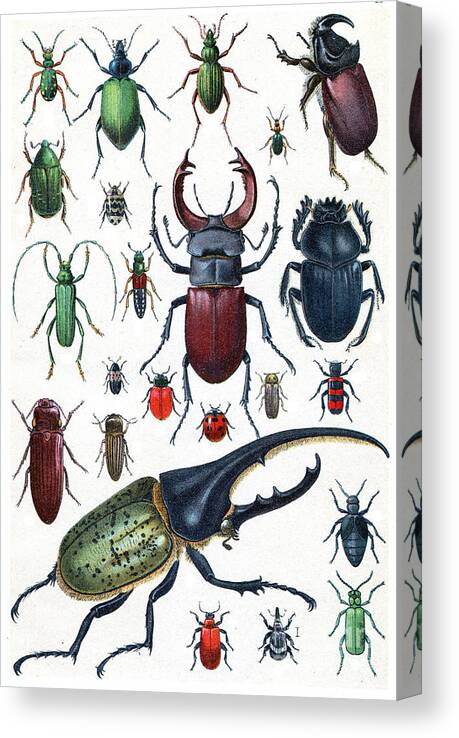 Bombardier Canvas Print featuring the photograph Insects Beetles And Scarab Vintage by Morphart Creation