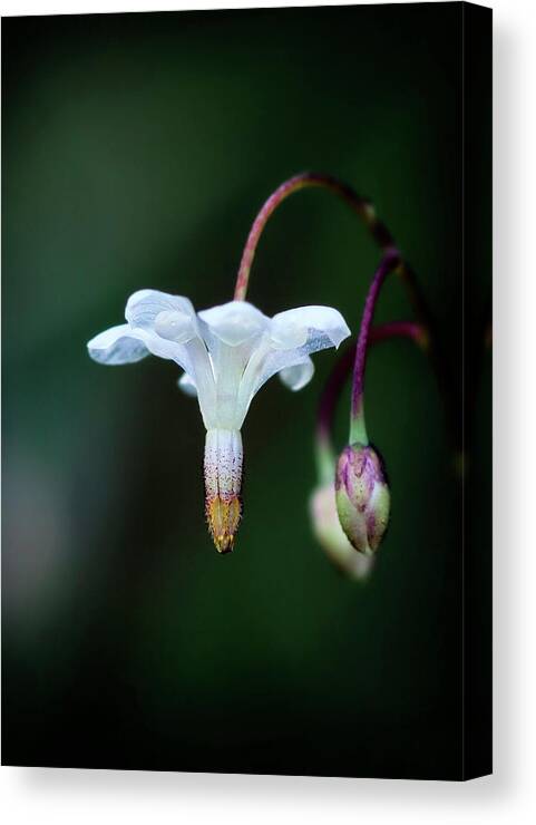 Flower Canvas Print featuring the photograph Inside Out Flower by Betty Depee