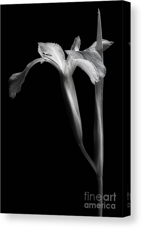 Iris Flower Canvas Print featuring the photograph Iris In Black And White by Mike Eingle